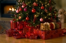 Køb iphone 6 julegave og glæd en fra familien